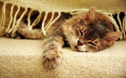 Мечтаете завести сиамского котенка? О самопожертвовании и уникальности