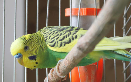 Как живут ожереловые попугаи?