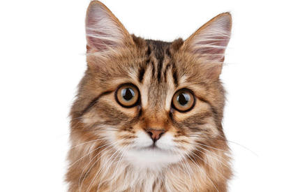 Бывают ли кошки-домоправительницы? Что было дальше